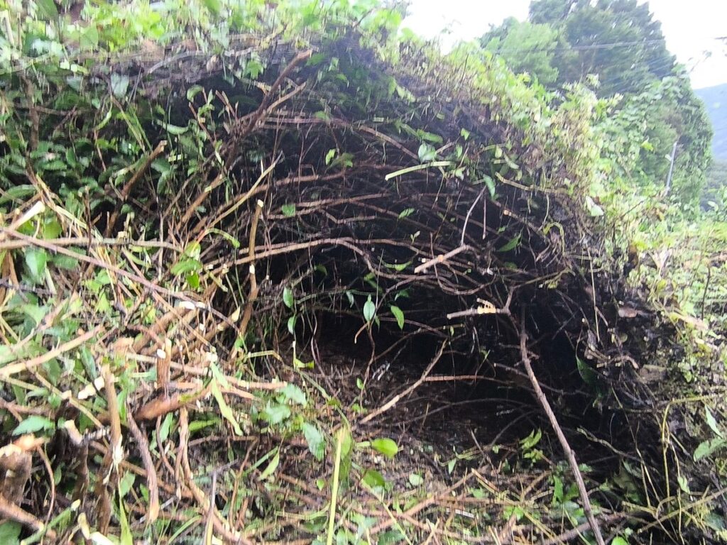 チャノキを覆う蔦と、その下にできた空間