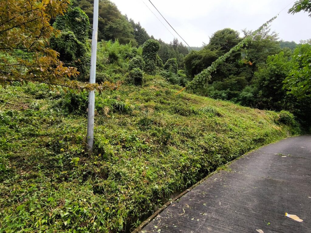 Day3:奥まで見通せるようになった茶畑