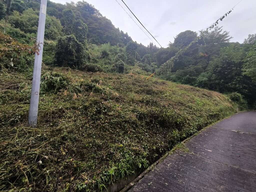 Day4:上を覆っていた蔦が減った様子