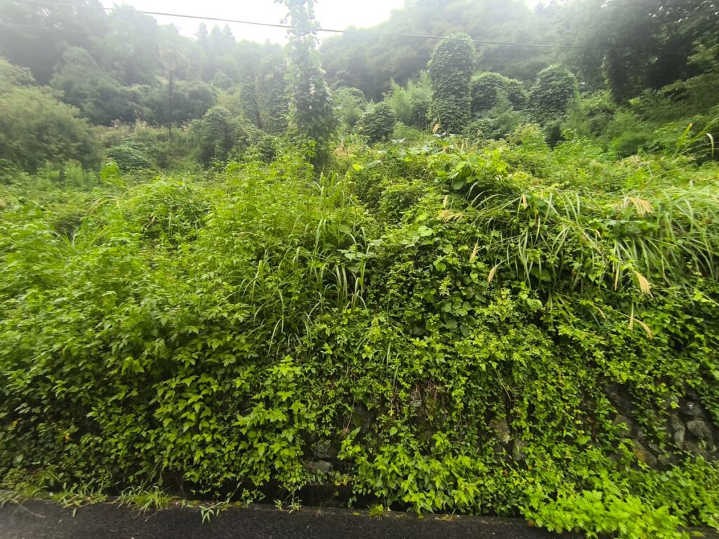 作業前の比較写真